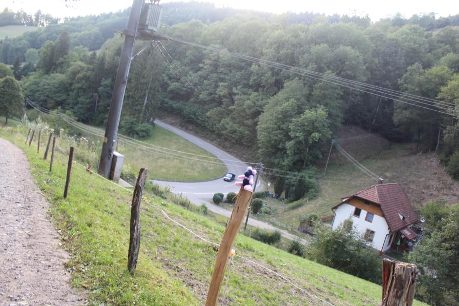 Sheila sitting on a fence post