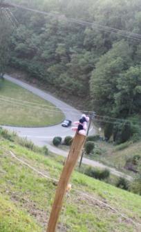 Sheila sitting on a fence post