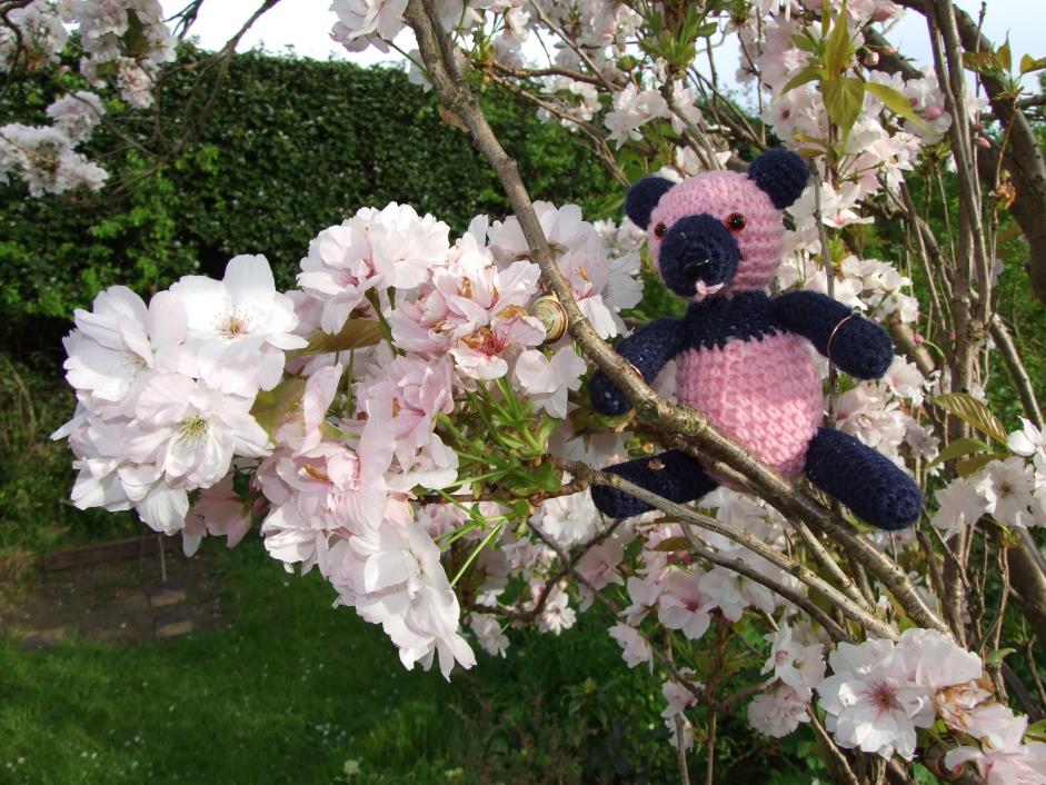 Sam in a cherry tree