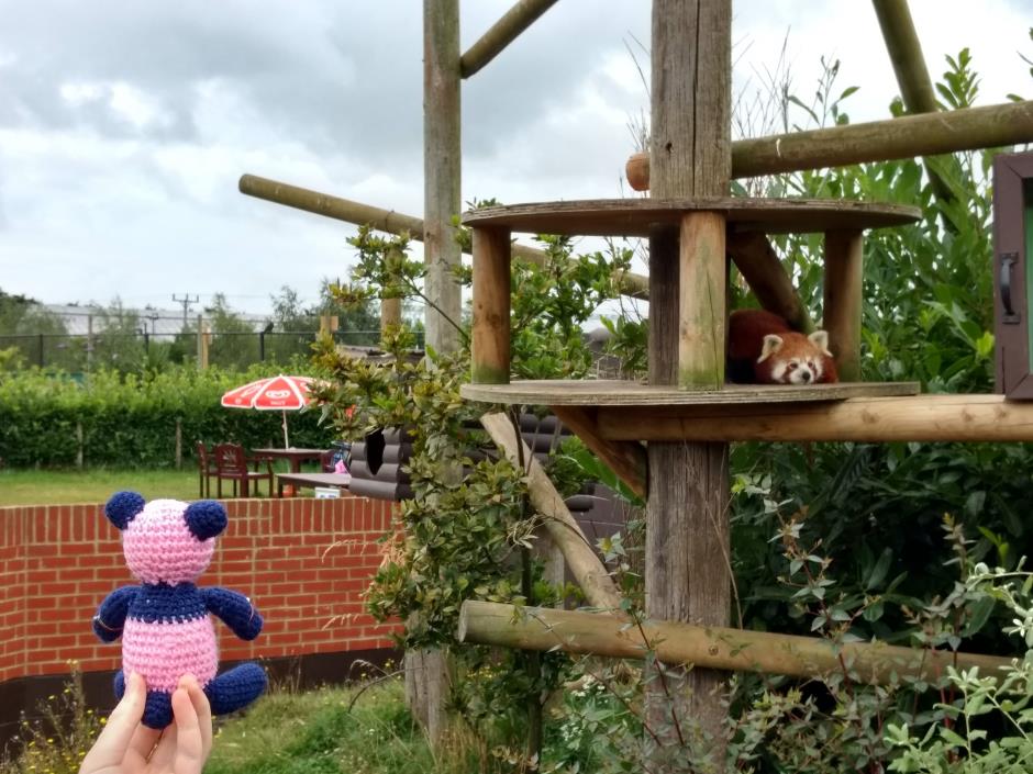Sam and a red panda enclosure