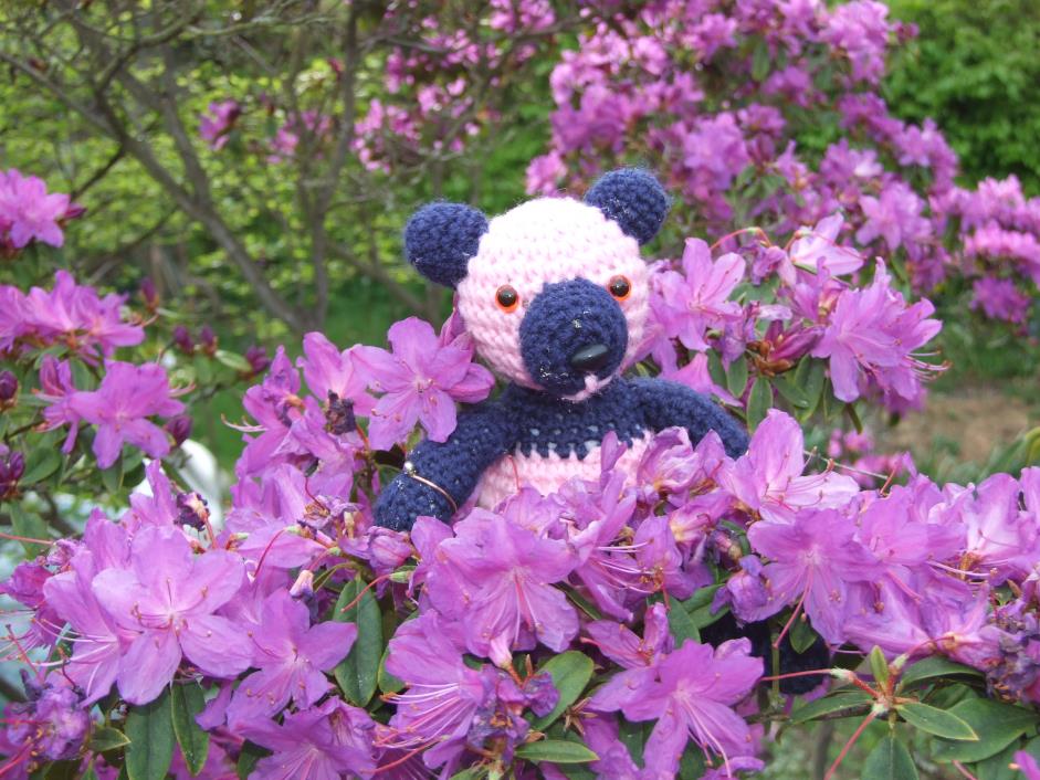 Sam in a rhododendron bush